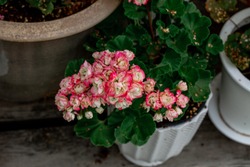 Free Appleblossom Stock Photos Stockvault Net Free Appleblossom Stock Photos Stockvault Net