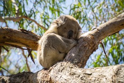 Sleeping koala in tree on Raymond Island, Australia 