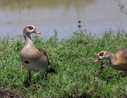 Goose on grass; bird on grass; bird perched; goose perched on the ground; goose resting; duck on grass; Egyptian goose, Alopochen aegyptiacus from Murchison Falls NP Uganda