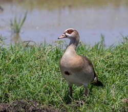 Goose on grass; bird on grass; bird perched; goose perched on the ground; goose resting; duck on grass; Egyptian goose, Alopochen aegyptiacus from Murchison Falls NP Uganda