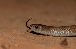 Small snake on the ground; small brown red snake flicking its tongue and slithering; serpent from the forests of SouthAfrica, 
 Duberria lutrix, common slug eater from Garden Route National Park