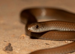 Small snake on the ground; small brown red snake flicking its tongue and slithering; serpent from the forests of SouthAfrica, 
 Duberria lutrix, common slug eater from Garden Route National Park