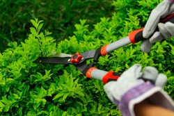 hands with garden shears and safety gutters pruning large plant stems. Topical garden and home. landscaping and gardening enthusiasts concept
