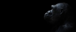 A lowland gorilla against a black background.