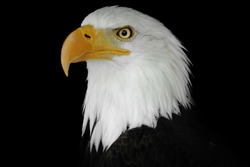 Portrait of an eagle n a black background. Colour portrait eagle. Poupalar american bird.