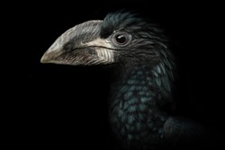 Portrait hornbill on dark background. Detail face bird. Close-up hornbill. Poster bird. Photo with place for text.