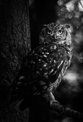 Spotted Eagle Owl which lurks in the tree.