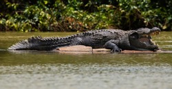 Crocodiles or true crocodiles are large reptiles that live throughout the tropics in Africa, Asia, the Americas and Australia.