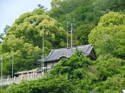 The shrine in the forest.
The shrine for the fishing village.
Shimotsui Kurashiki City,
Okayama pref, West Japan.
May 23 2022.