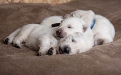 puppies of a white Swiss Shepherd. the little white puppies haven't opened their eyes yet