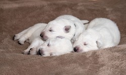 puppies of a white Swiss Shepherd. the little white puppies haven't opened their eyes yet
