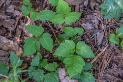 A clump of poison ivy growing on the forest floor along the trail in the woodland on a bright sunny day in summer