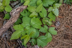 Group of newly growth poison ivy growing on the forest floor covering a log and the surrounding area closeup view