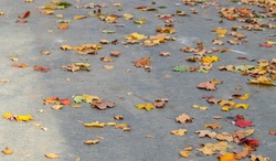 yellow leaves on gray asphalt, background of fallen leaves