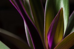 detail of the leaves of a purple and green plant, purple plant concept