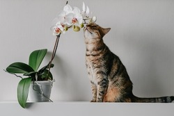 A cute beautiful domestic cat is studying an orchid flower. The cat smells the plant. Cute photo of a pet in a natural environment.
