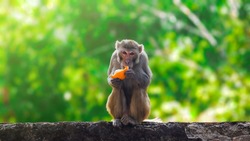 Monkey eating orange fruit and sitting.