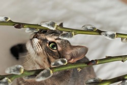 A cat with green eyes with flowering branches pussy willow.
