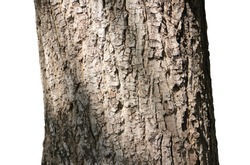 Texture of tree bark on white background
