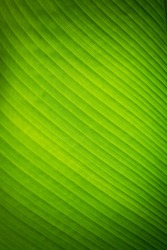 Banana leave texture background