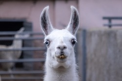 A white funny llama, looking straight to the camera. Zoo animal, funny animal, llama in the zoo.