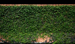 Long tree hedge and brick wall with creeping vine of ivy covered all of the area. The upper part isolated on black background.