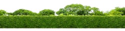 Long tree hedge or fence trees in panoramic shot. Many big trees in the background. All of the upper part and lower part isolated on white background.