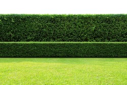 Long tree hedge, double layers 
(two steps); small and tall hedge with green grass lawn in foreground. Upper part isolated on white background.