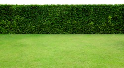 Long tree hedge and green grass lawn. The upper part isolated on white background.