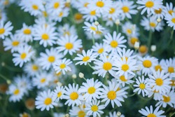 Selective focus daisy flowers - wild chamomile. Green grass and chamomiles in the nature