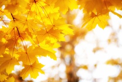bright gold yellow autumnal maple leaves with copy's space