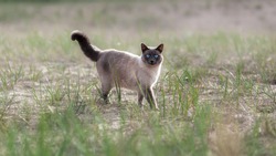 Domestic thai cat walking outside on sand beach among green grass at summer