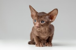 Little kitten of oriental cat breed of solid chocolate brown color with blue eyes is sitting against grey background