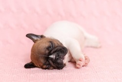 Funny cute puppy of french bulldog sleeping on pink knitted blanket