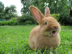 Red rabbit on green grass. Home decorative rabbit outdoors. Little bunny. Rabbit with open mouth is yawning. easter bunny.