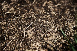 Anthill into the earth among soil and plants