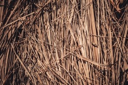 Background from dry grass. Dried brown grass. Natural background