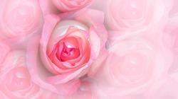 Double exposure of pink rose flowers blooming for romantic background.