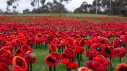 62,000 Poppies - Australian War Memorial - Canberra - Australia