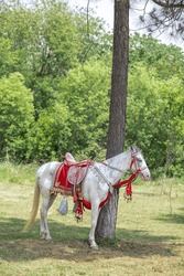 Horse conformation shot of white and brown full body and all four legs visible horse standing on green grass
