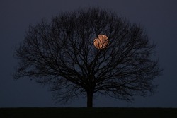 Super moon behind lonely tree on field, night shot of a full moon behind trees silhouette