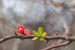 Fruit tree branch with small red flower, buds and young leaves. Revival of life in the spring concept. Blurred background.