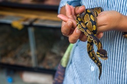 Selective focus, a woman's hand holds a Golden Python baby snake, motion pictures photographed at reptile market.
