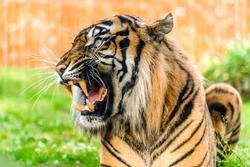 Angry tiger roaring and showing fangs in open mouth. Tigers portrait