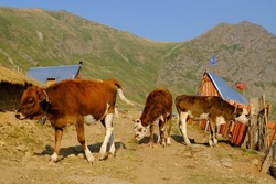 Cows on country road. Scenery of mountain shepherd village Dobërdol in valley in Albanian Alps, Albania, Peaks of the Balkans.