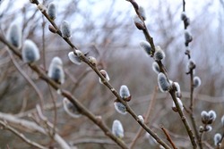 Twings with catkins of Salix caprea (goat willow, also known as the pussy willow or great sallow) in very early spring