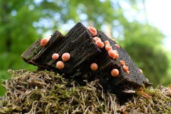 Amazing pink slime mold Lycogala epidendrum - slime molds are interesting organisms between mushrooms and animals 