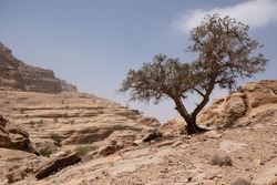Wonderful mountain views with lonely tree on the Jordan Trail from Little Petra (Siq al-Barid) to Petra. Jordan, Hashemite Kingdom of Jordan 