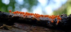 Amazing colorful slime mold Trichia decipiens - slime molds are interesting organisms between mushrooms and animals