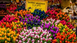 Visit to the Amsterdam flower market
